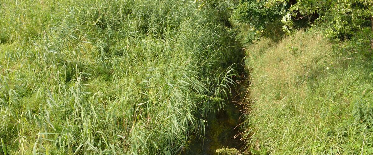 A narrow stream surrounded by lush green grass and trees.