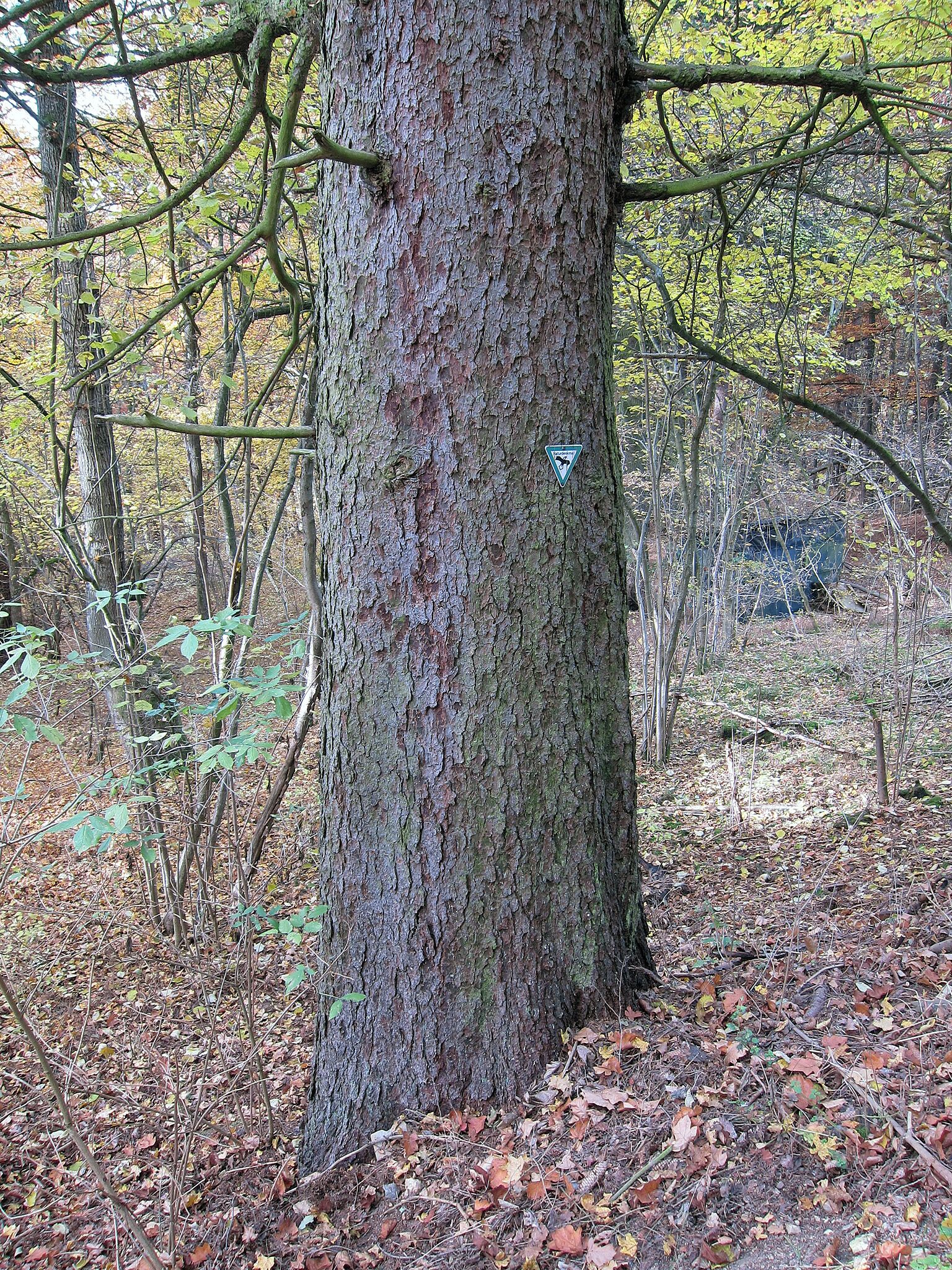 A tree trunk with a trail sign in a forest.