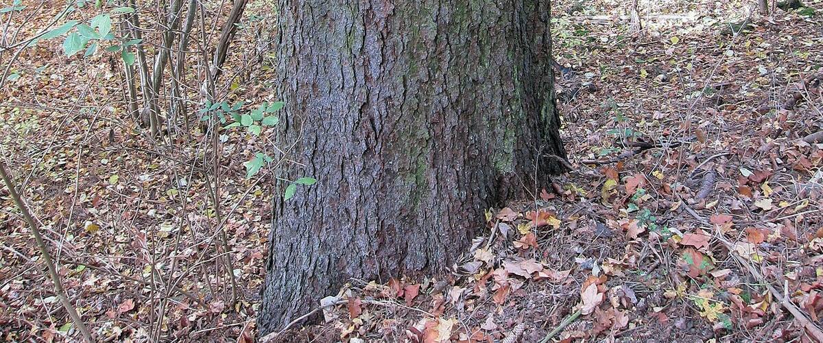 A tree trunk with a trail sign in a forest.