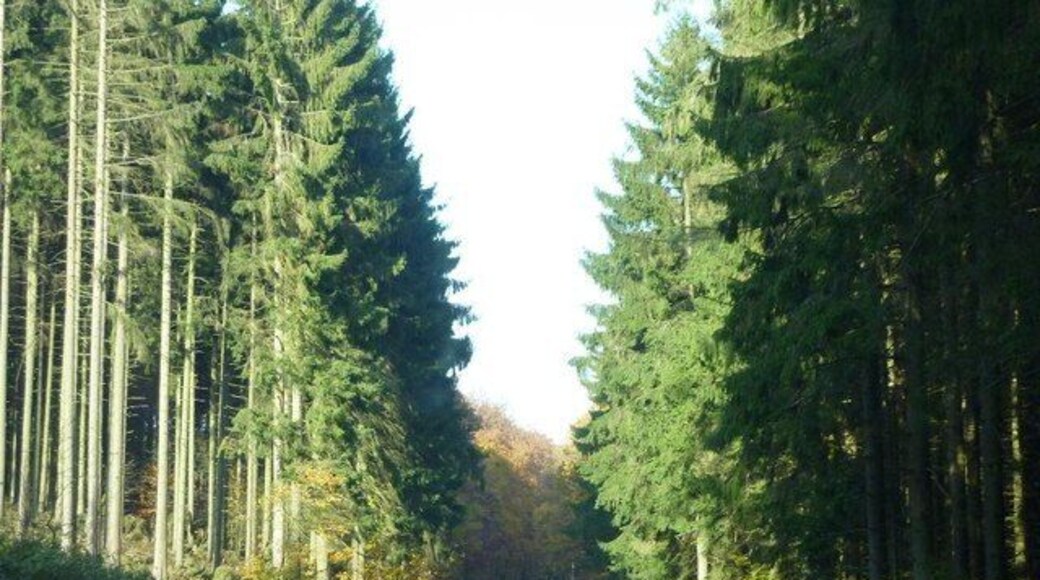 Im Dedenbacher Wald (L 83) LK Ahrweiler