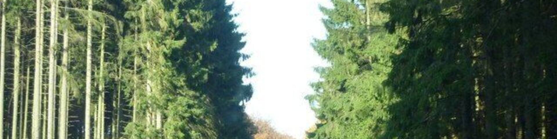 Im Dedenbacher Wald (L 83) LK Ahrweiler