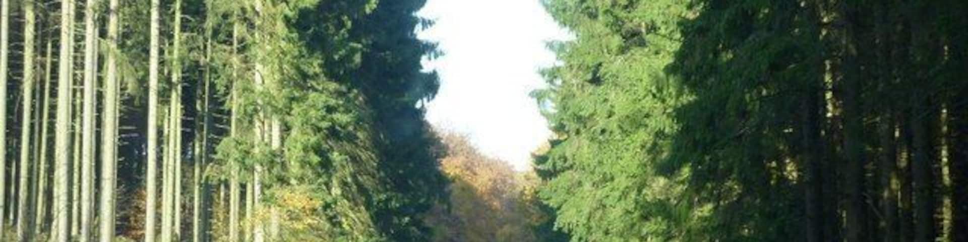 Im Dedenbacher Wald (L 83) LK Ahrweiler