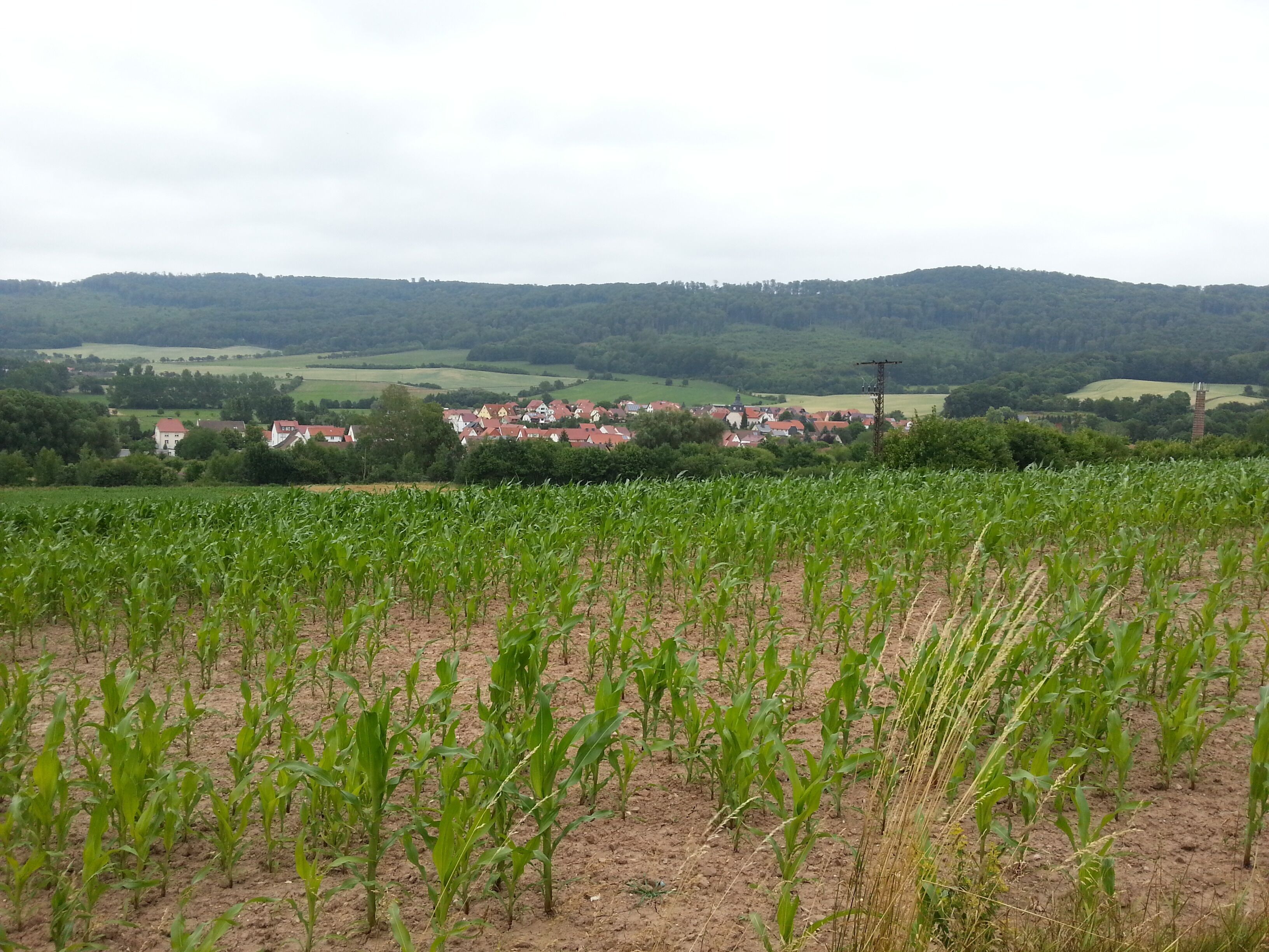 A rural landscape with a field of young corn plants in the foreground and a village with red-roofed houses in the background, surrounded by rolling hills.