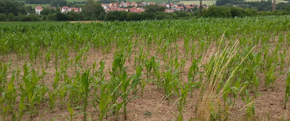 A rural landscape with a field of young corn plants in the foreground and a village with red-roofed houses in the background, surrounded by rolling hills.