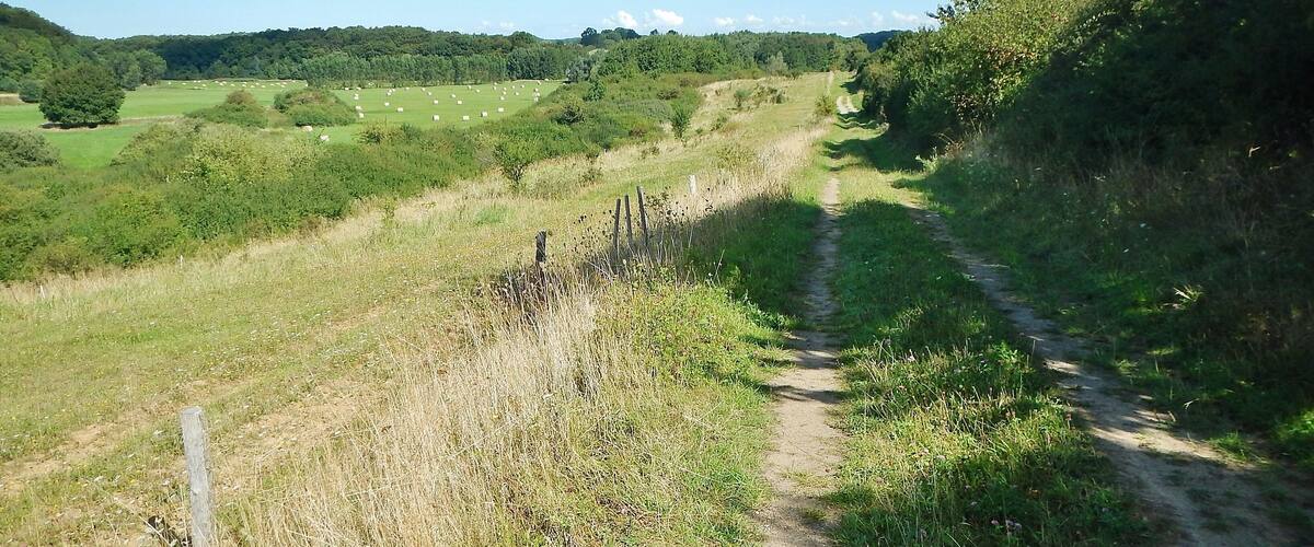 A rural landscape with a dirt path, green fields, and scattered trees.