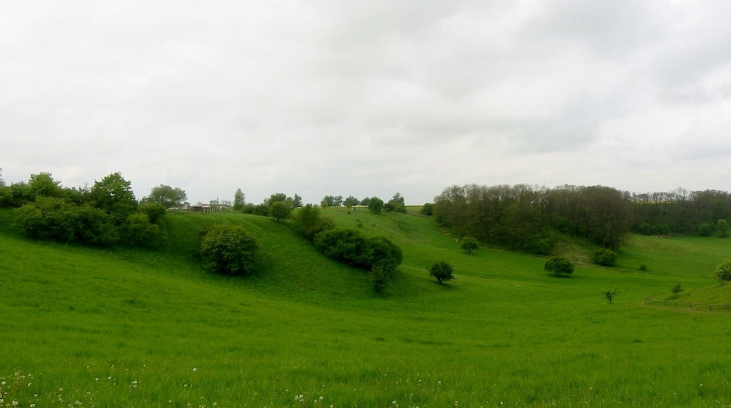 Die Oderhänge Mallnow sind ein 304 Hektar großes Naturschutzgebiet. Mallnow ist ein Ortsteil der Stadt Lebus im Landkreis Märkisch-Oderland in Brandenburg. Das Naturschutzgebiet ist u.a. für die Blüte des Adonisröschens bekannt.