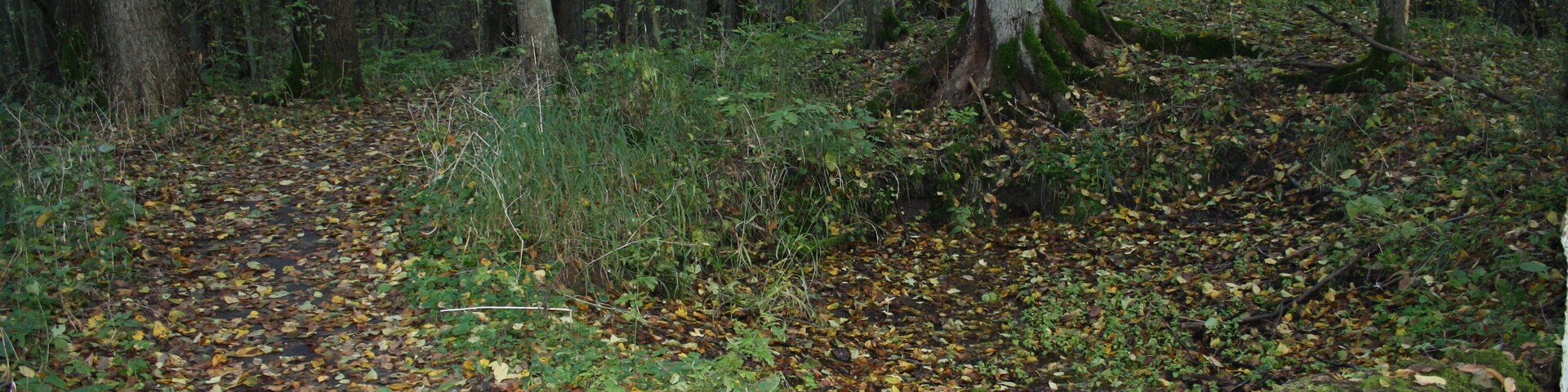 Herbstlicher Rundwanderweg Madlitzer See 14 - Arthesische Quelle erhöht in der Niederung