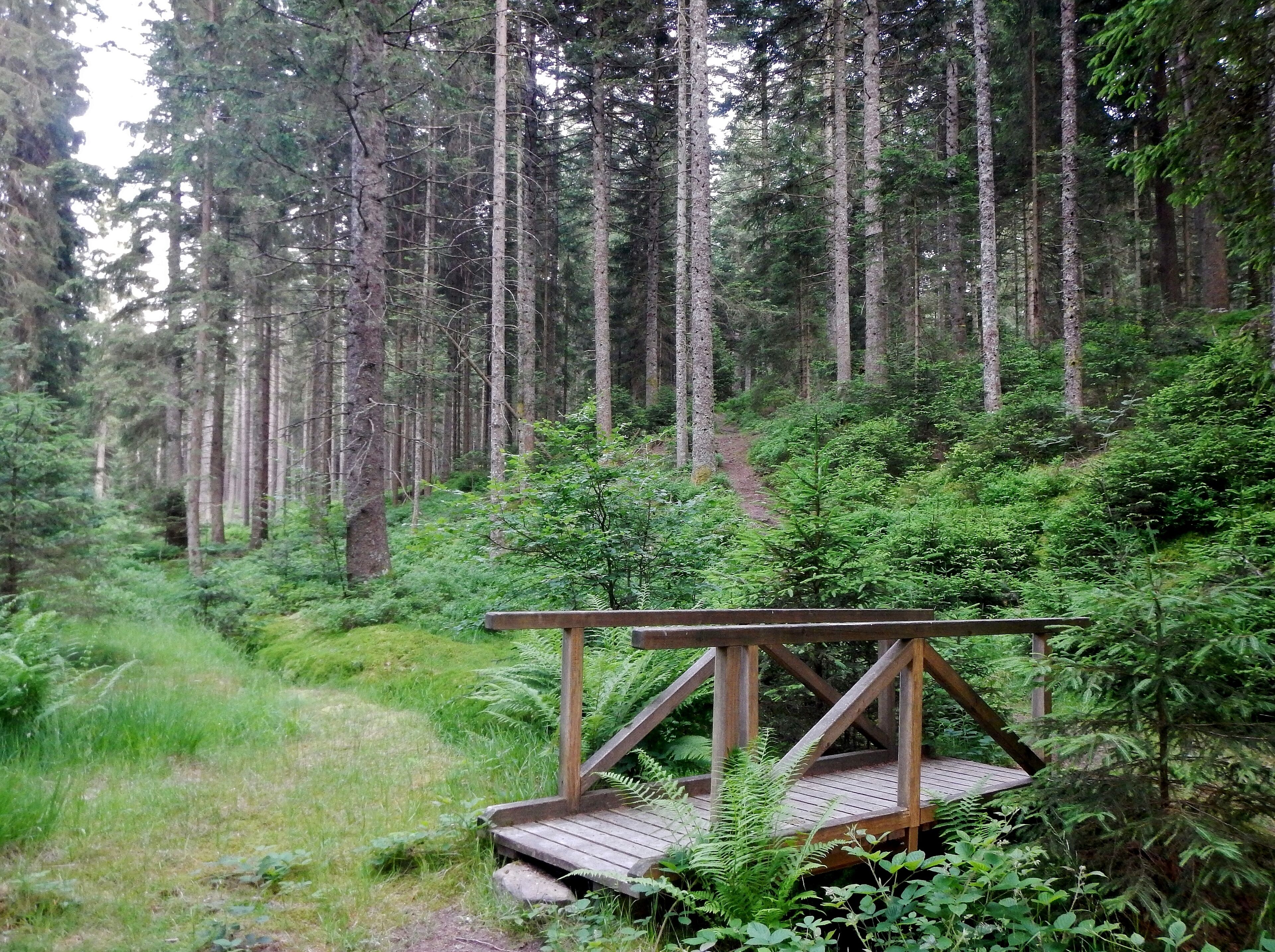 Brücke über das Calmbächle
