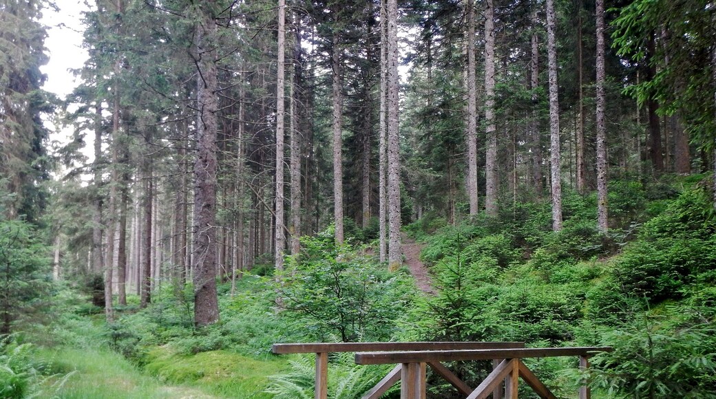 Brücke über das Calmbächle