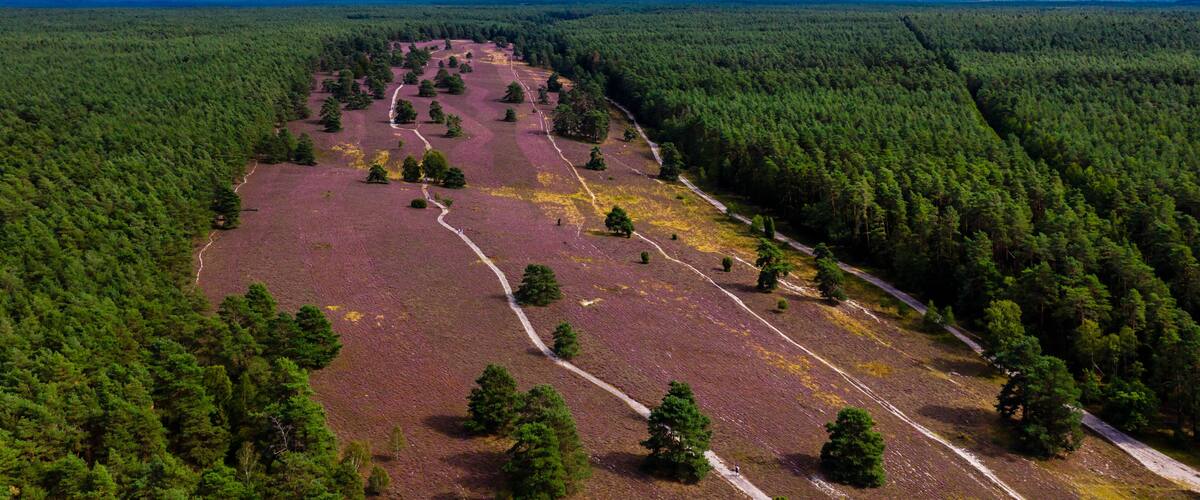 An aerial view of a forest with a cleared area in the center.