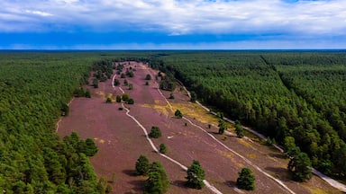 Vista aérea de un bosque con un claro en el centro.