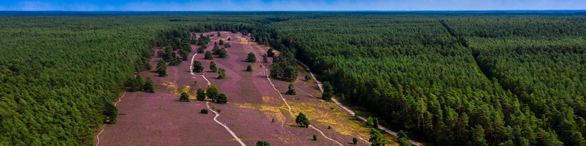 Vista aérea de un bosque con un claro en el centro.