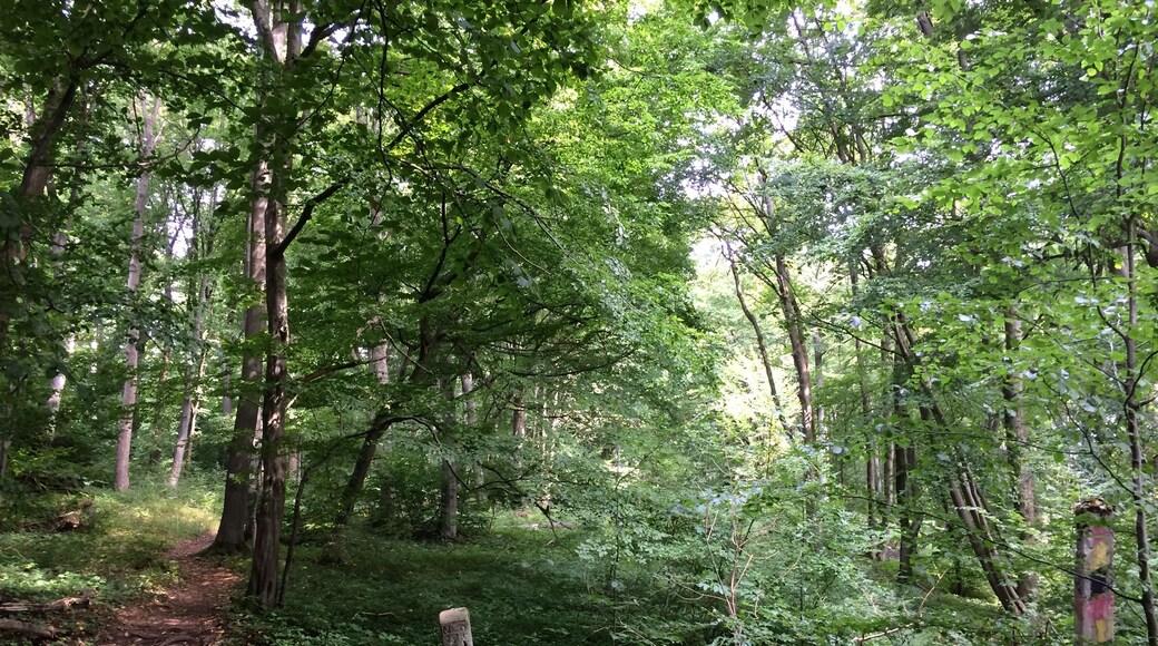 Zwei Grenzsteine (mittig und rechts) am Grenzweg auf dem Meinhard (491 m); Werra-Burgen-Steig Hessen (X5H)
