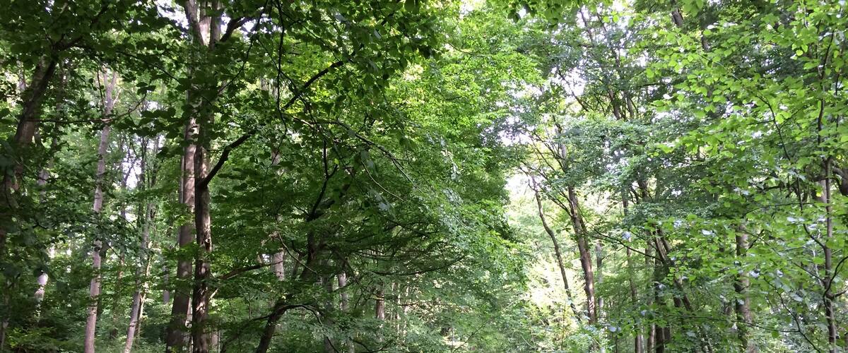 A forested area with a dirt path, dense green foliage, and a wooden post with carvings.
