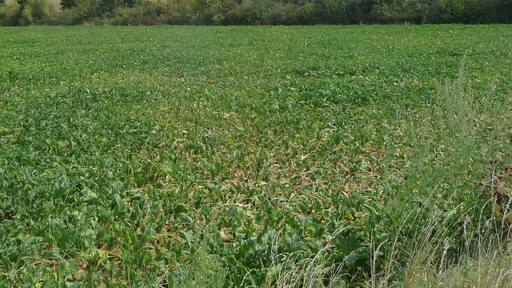 Müllberg der Firma Süd-Müll