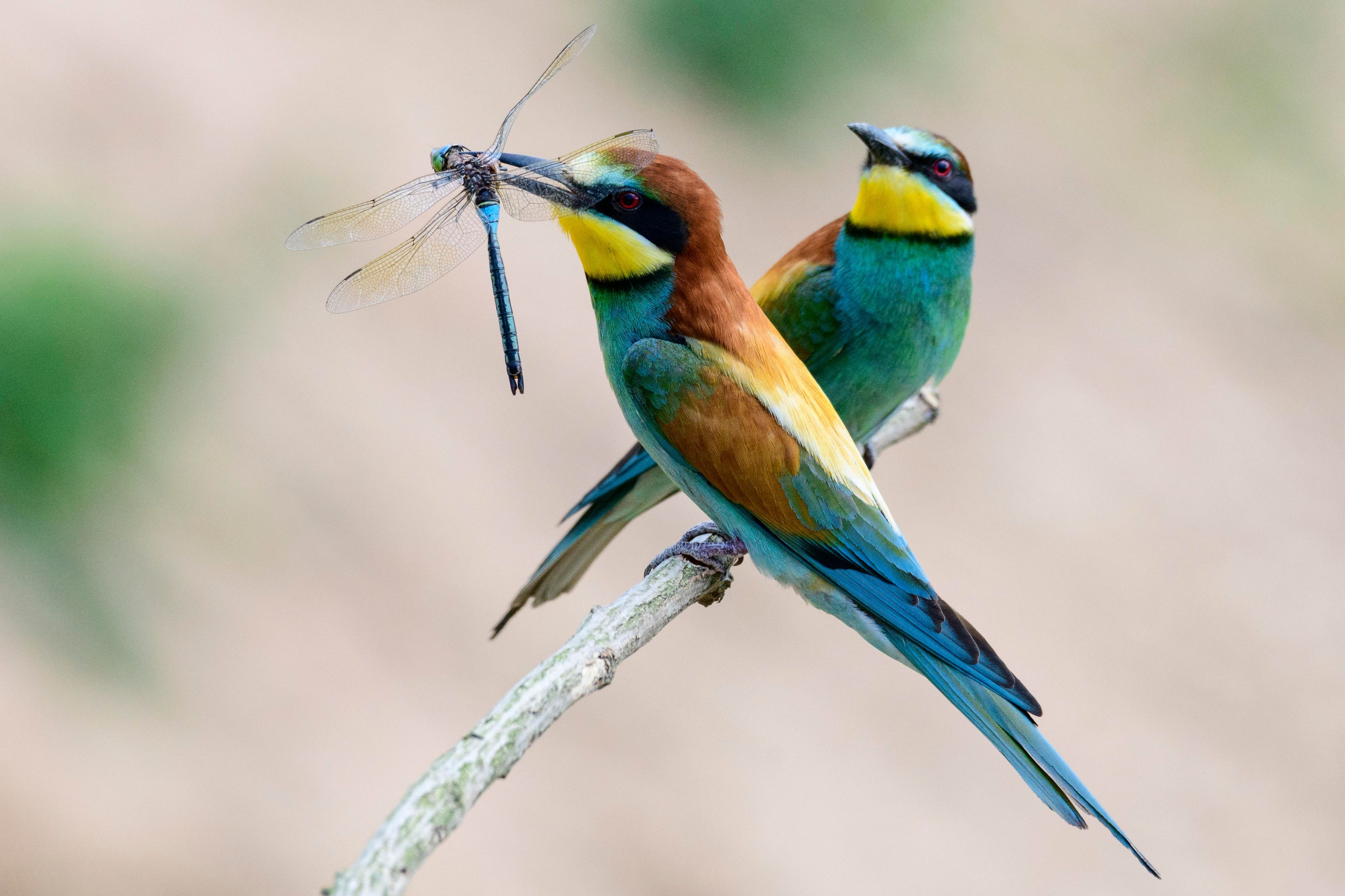 Twee vogels zitten op een tak, waarvan er één een libelle vasthoudt.