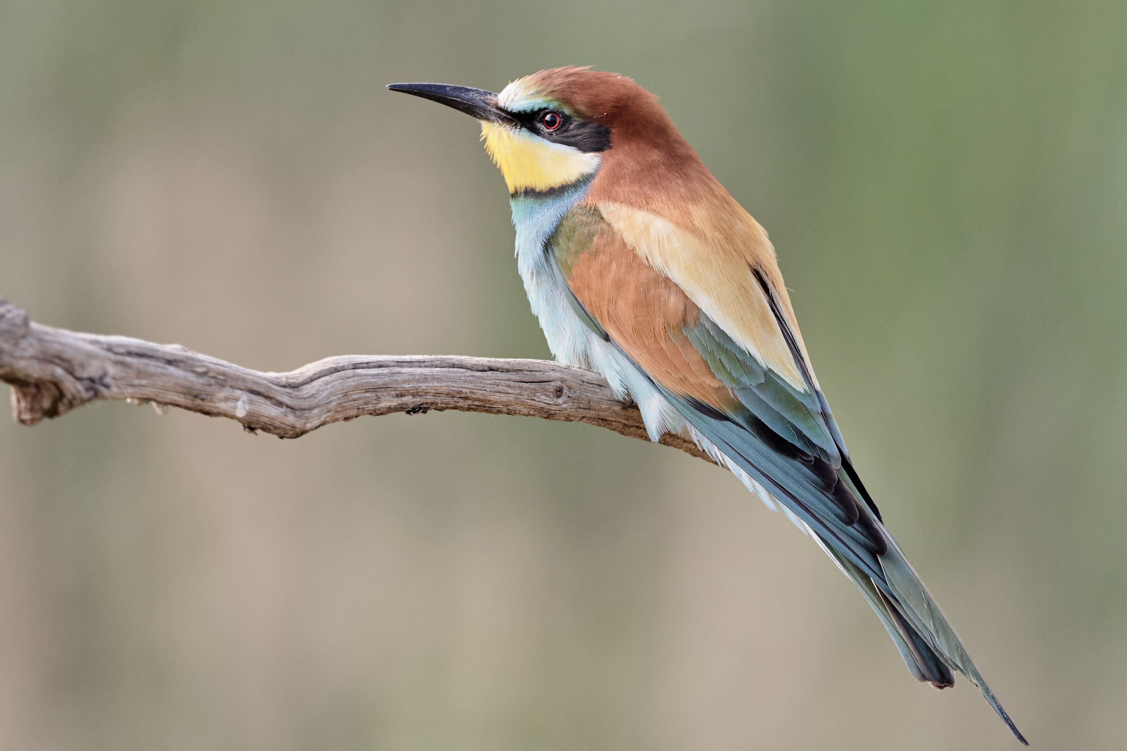 Een vogel zit op een tak.