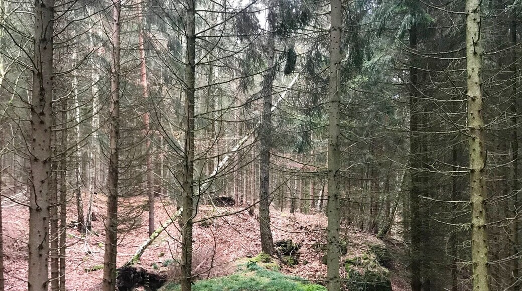 Ein gigantischer Eiszeitstein liegt seit 200.000 Jahren hier im Wald. Zu beachten rechts unten der Labrador, um eine Größenvorstellung zu erhalten. Der Wald um Ruttersdorf lädt zu fantastischen Wanderungen rund um die Seen und über den Wäldern gelegenen Wiesen ein.
A gigantic ice age stone has been here in the forest for 200,000 years. Note the Labrador right below to get a size idea. The forest around Ruttersdorf invites you to fantastic walks around the lakes and meadows above the woods.