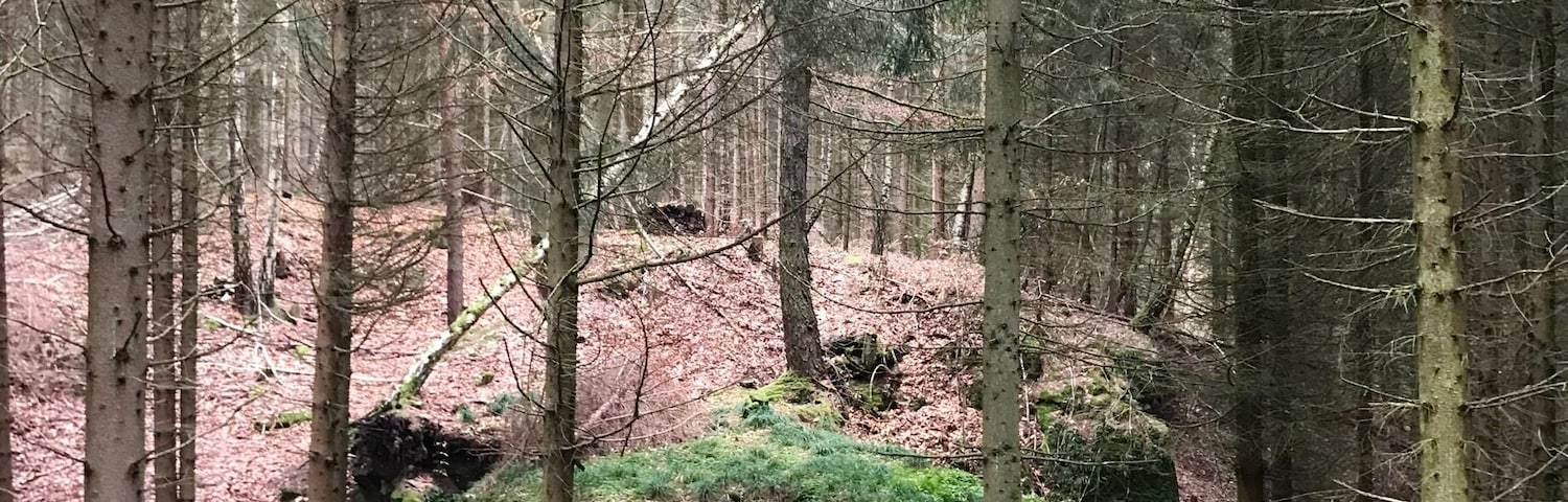 Ein gigantischer Eiszeitstein liegt seit 200.000 Jahren hier im Wald. Zu beachten rechts unten der Labrador, um eine GröĂenvorstellung zu erhalten. Der Wald um Ruttersdorf lĂ€dt zu fantastischen Wanderungen rund um die Seen und ĂŒber den WĂ€ldern gelegenen Wiesen ein.
A gigantic ice age stone has been here in the forest for 200,000 years. Note the Labrador right below to get a size idea. The forest around Ruttersdorf invites you to fantastic walks around the lakes and meadows above the woods.