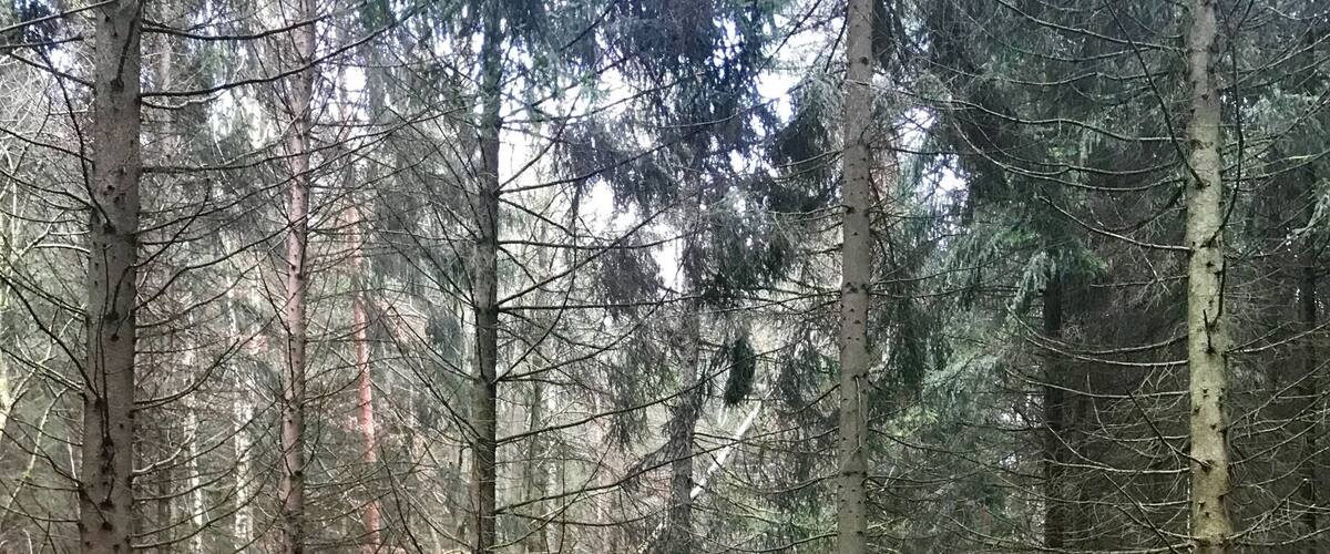 A forest with a large moss-covered rock formation and a dog walking through the trees.