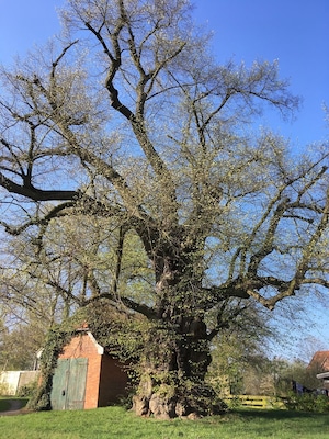 A large tree with a brick building partially obscured by its branches.