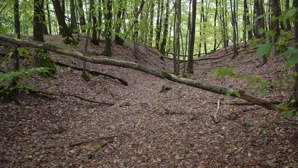 A forest floor covered with fallen leaves and a fallen tree.