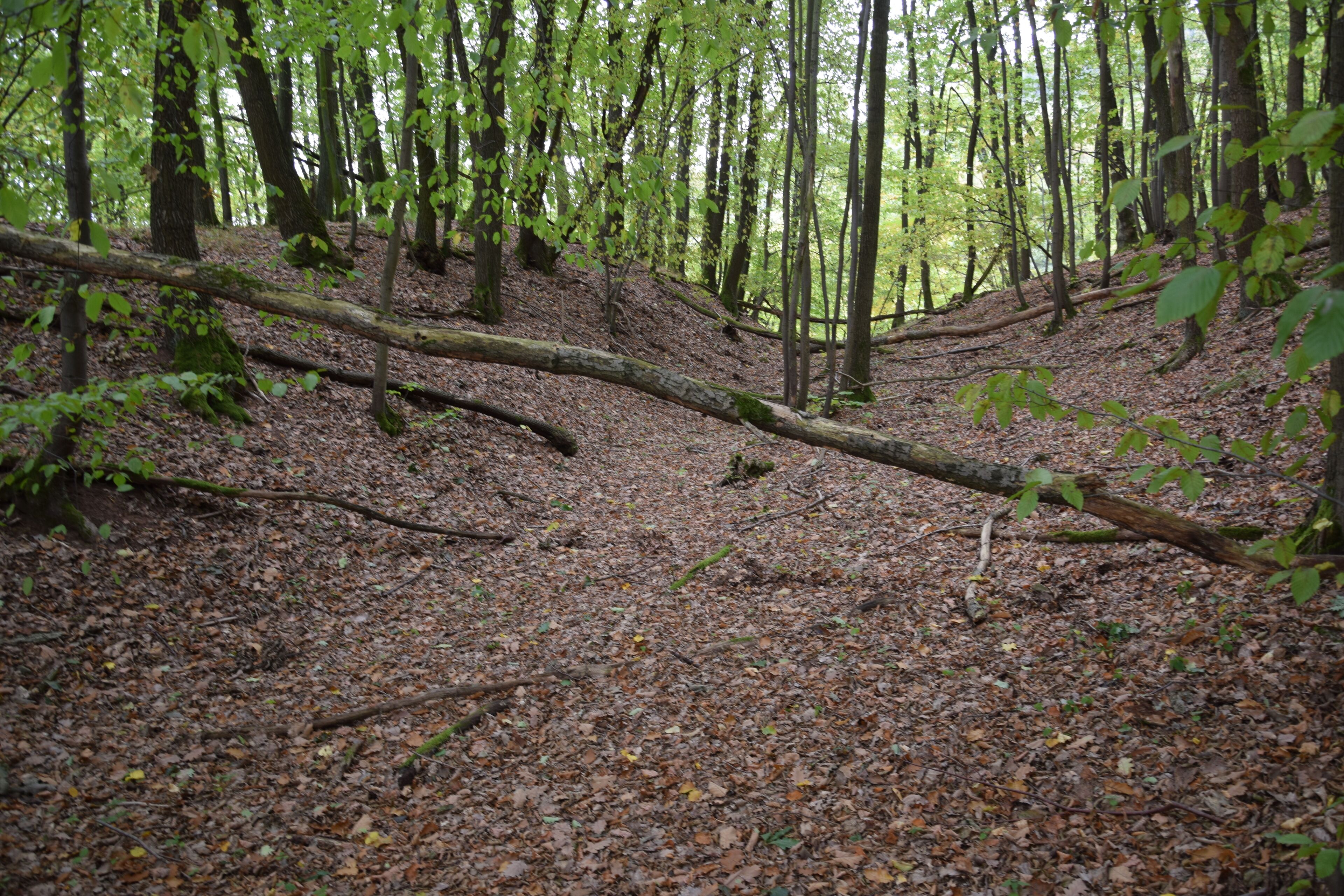 A forest floor covered with fallen leaves and a fallen tree.