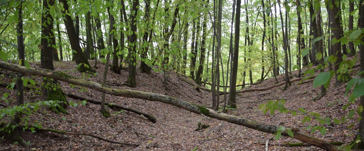 A forest floor covered with fallen leaves and a fallen tree.