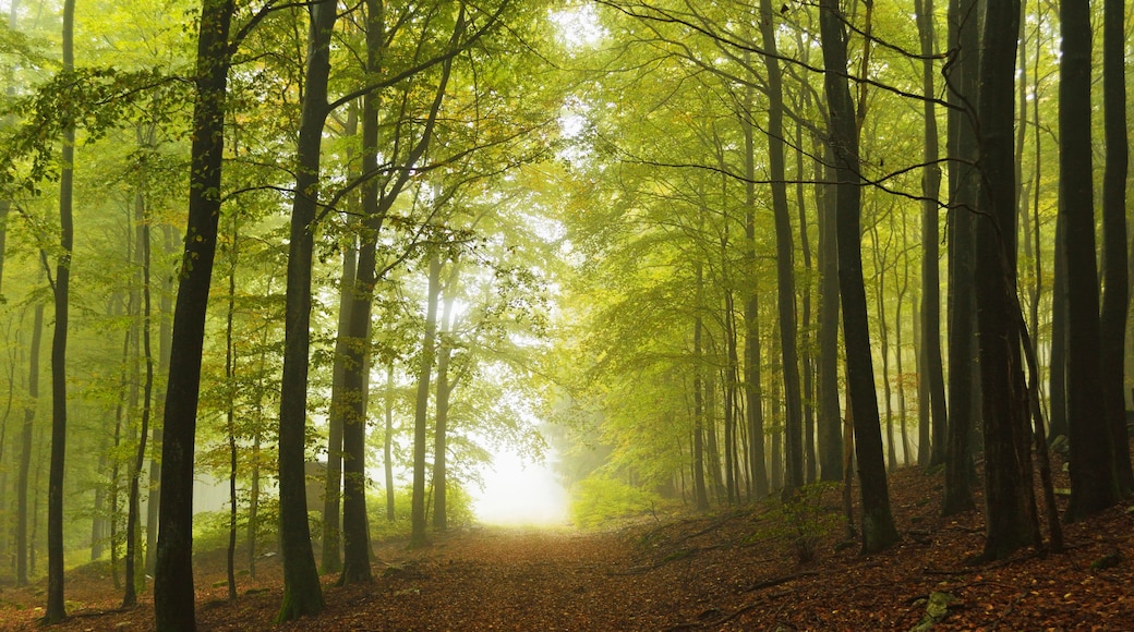 A forest path with tall trees and a misty atmosphere.