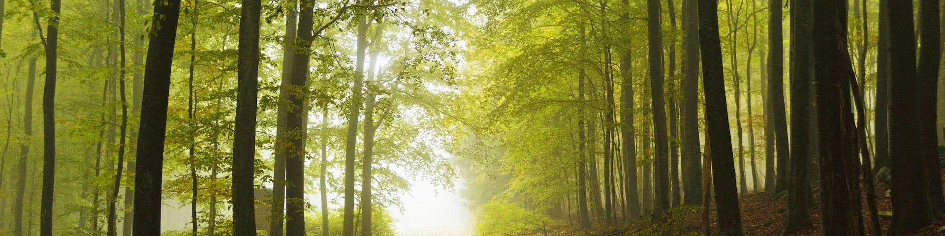 Un sentier forestier bordé de grands arbres, dans une atmosphère brumeuse.