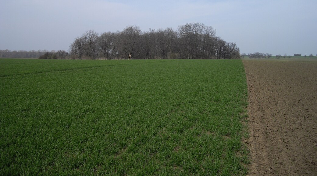 Blick auf die Wüstung Groß-Polingen von der Wüstung Derlingen bei Gerbstedt aus gesehen.