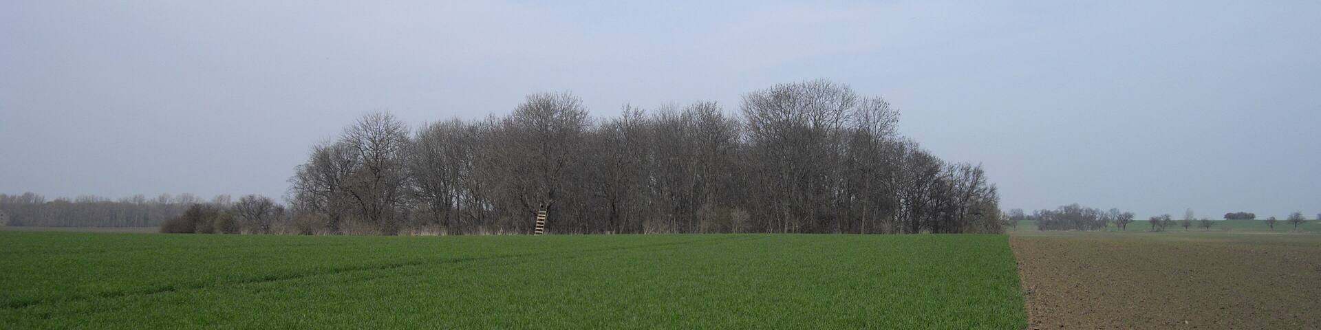 Blick auf die WĂŒstung GroĂ-Polingen von der WĂŒstung Derlingen bei Gerbstedt aus gesehen.