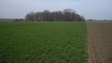 Blick auf die Wüstung Groß-Polingen von der Wüstung Derlingen bei Gerbstedt aus gesehen.
