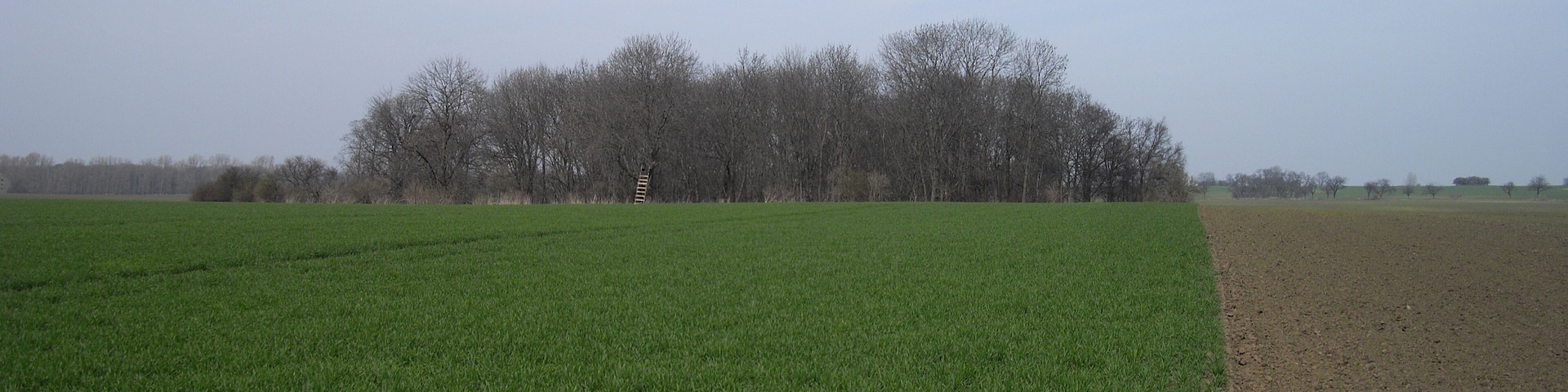 Blick auf die Wüstung Groß-Polingen von der Wüstung Derlingen bei Gerbstedt aus gesehen.
