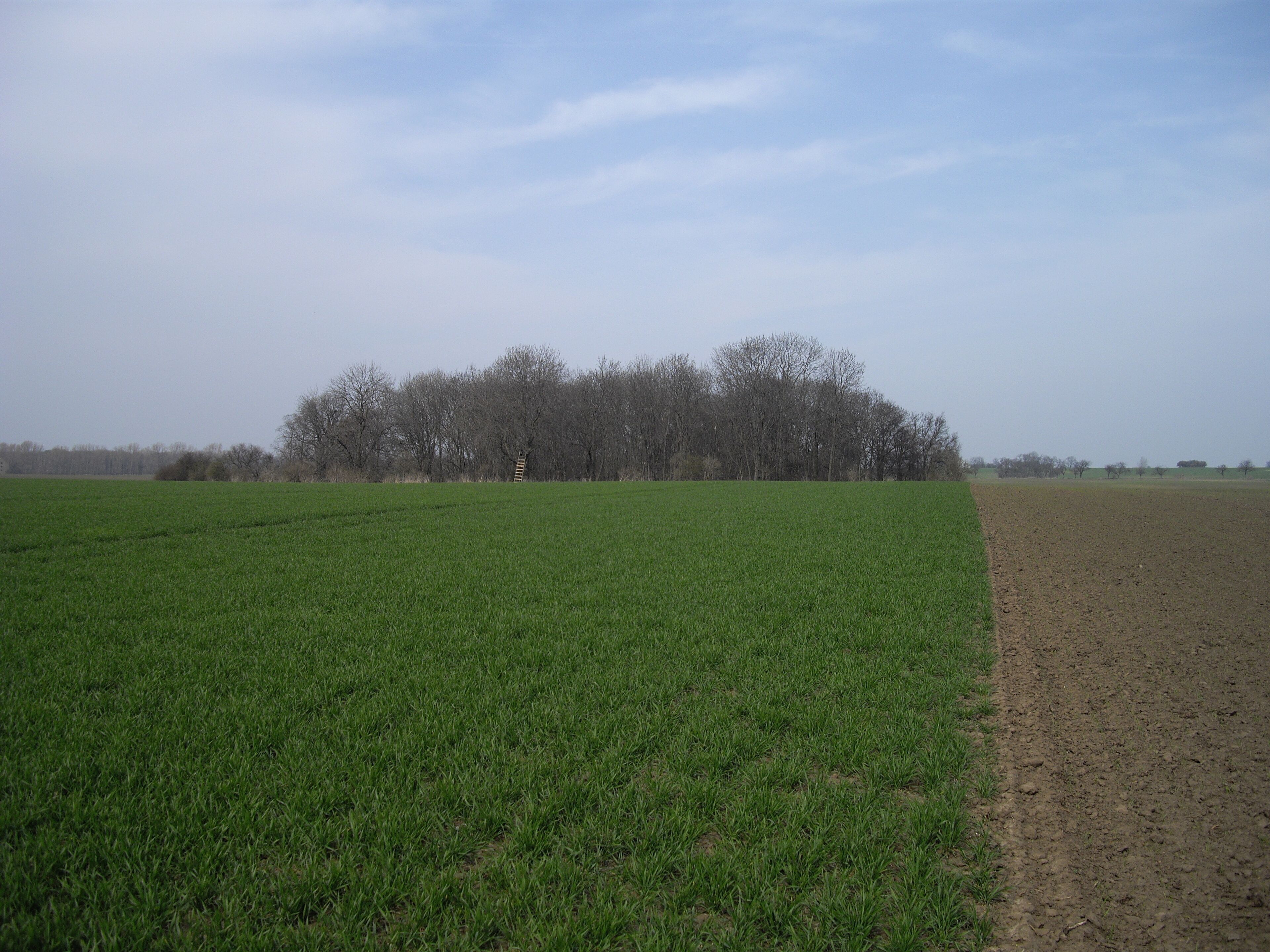A vast green field with a dirt path leading to a cluster of leafless trees.