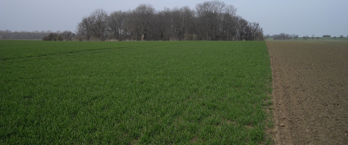 A vast green field with a dirt path leading to a cluster of leafless trees.