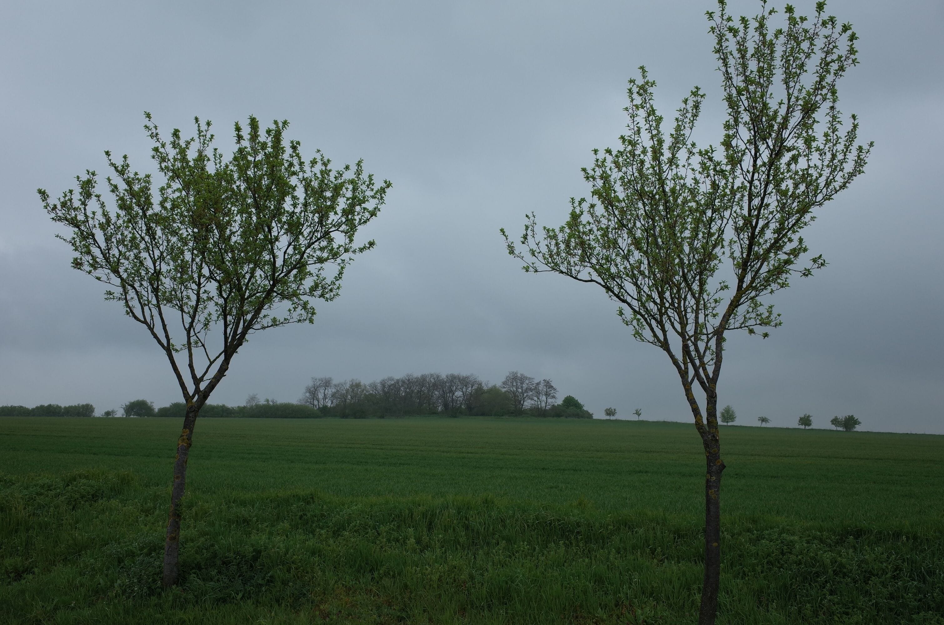 Gemeinde Osternienburger Land, Ortsteil Zabitz, Grabhügel Wartenberg.