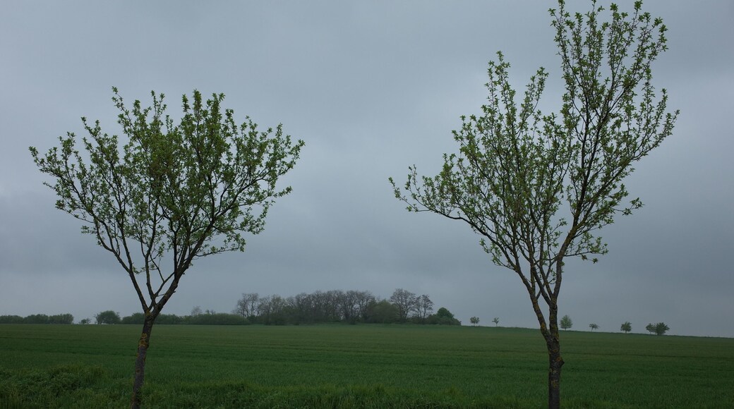 Gemeinde Osternienburger Land, Ortsteil Zabitz, Grabhügel Wartenberg.