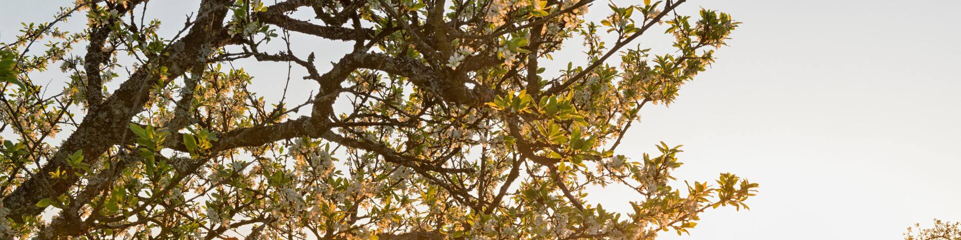 Wallhausen 0081-2018, Morgenstimmung Streuobstwiese und See