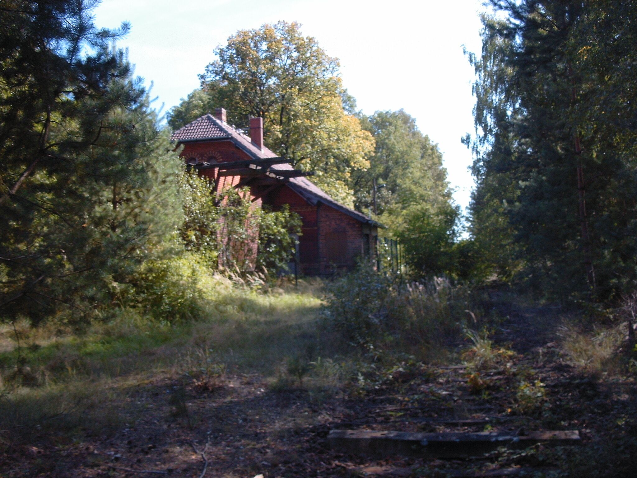 A rustic wooden house surrounded by dense forest.
