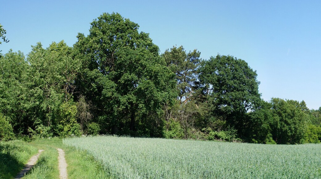 Naturschutzgebiet Leuenberger Soll in Leuenberg, Landkreis Mรคrkisch-Oderland, Brandenburg, Deutschland. Kennung: 1096