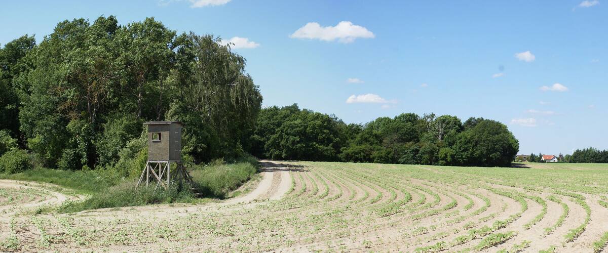 A field with rows of young plants, a wooden structure, and a forest in the background.