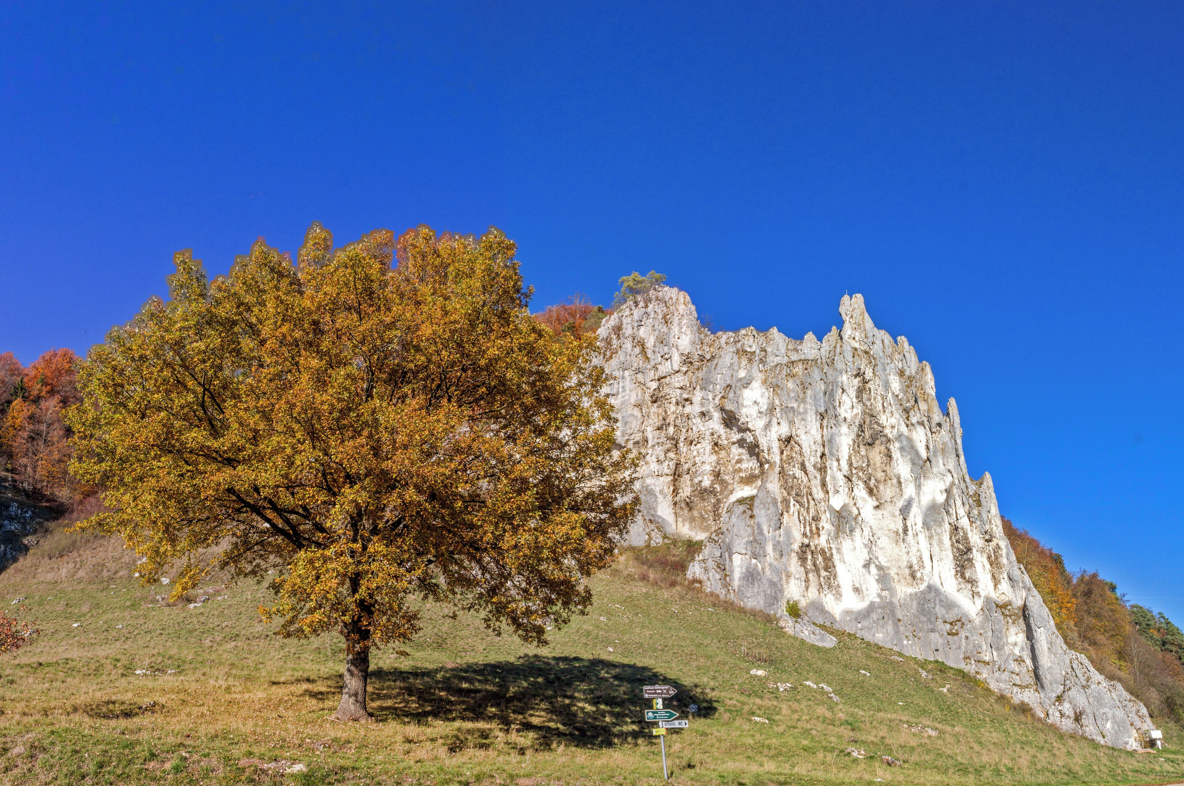 A tree with autumn leaves and a rocky cliff.