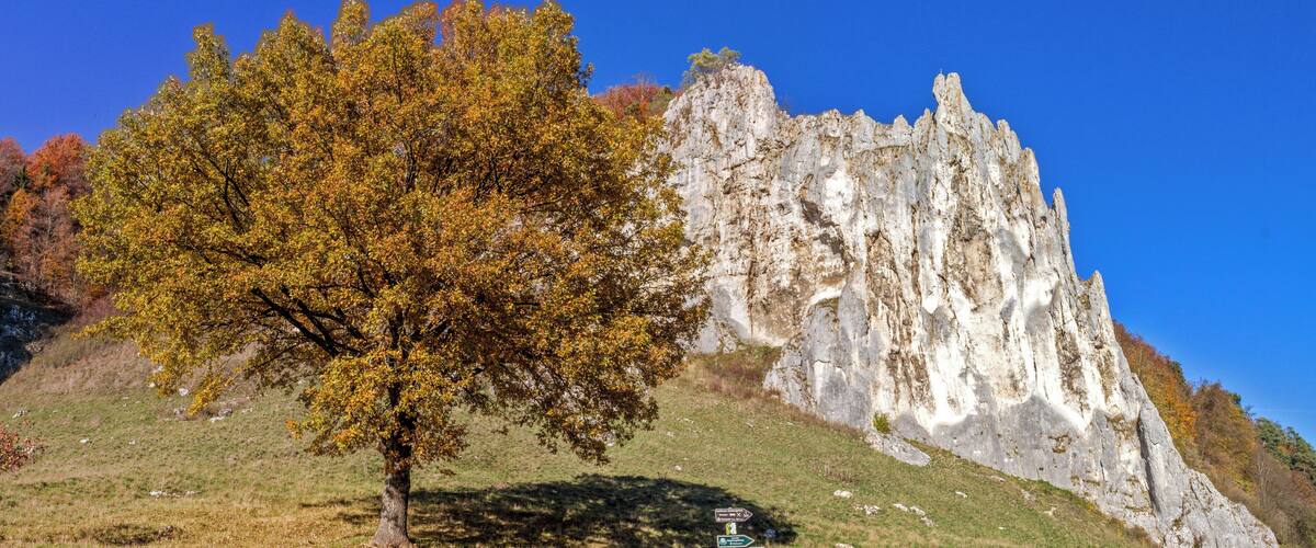 A tree with autumn leaves and a rocky cliff.