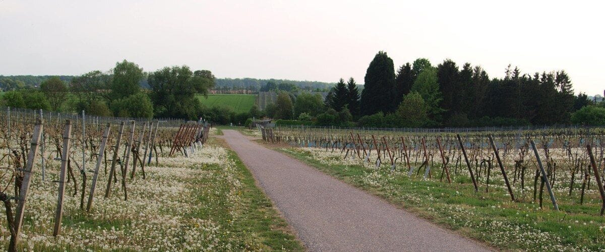 A vineyard with rows of grapevines and a gravel path.