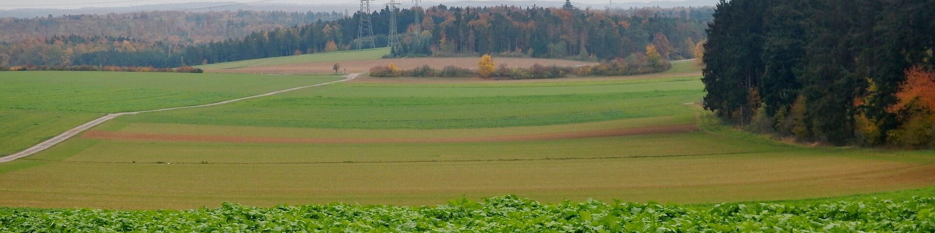 Ausblick über die Felder in der Nähe von Jettingen