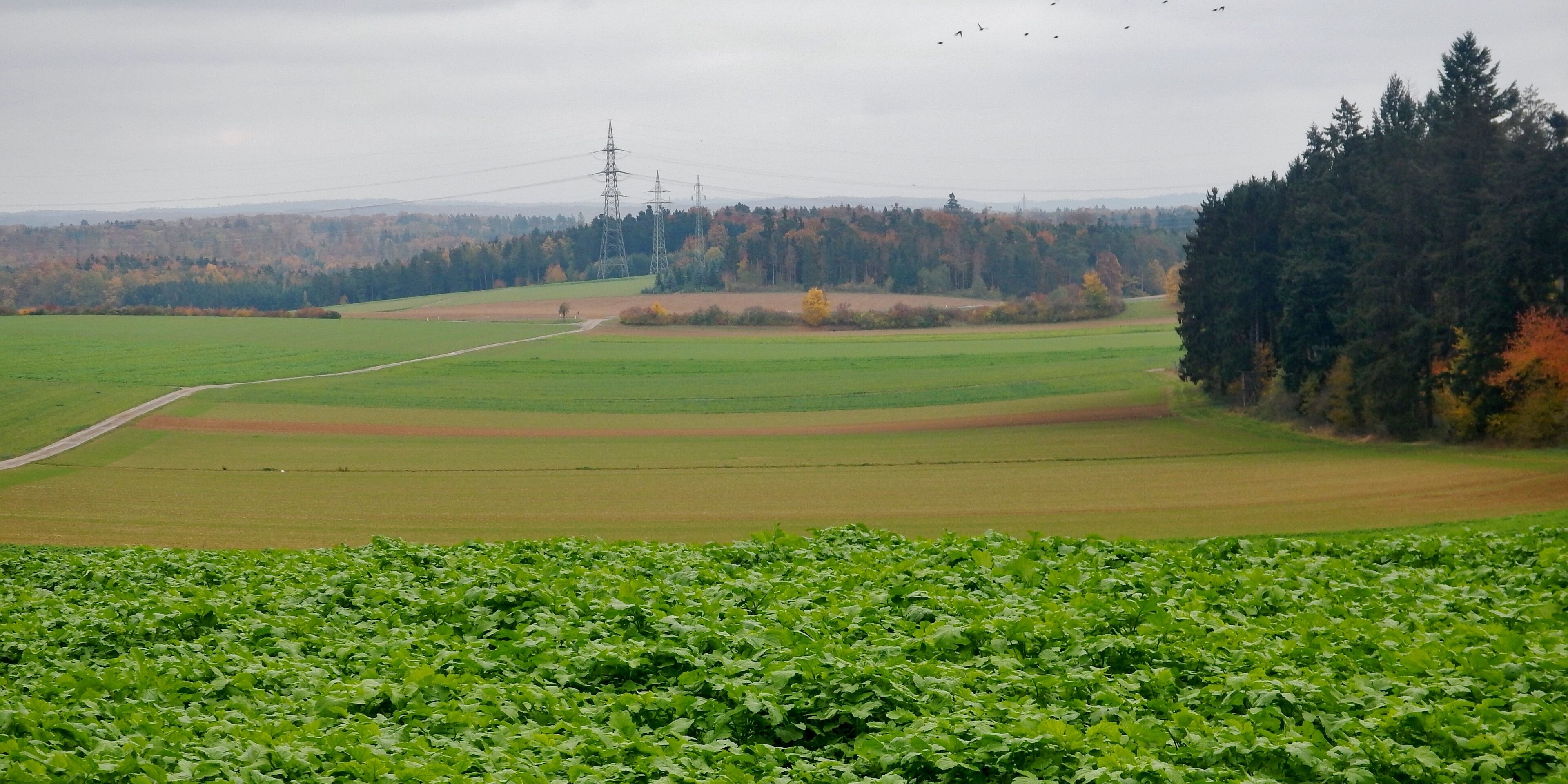 A green field with a path, a forest, and power lines in the distance.