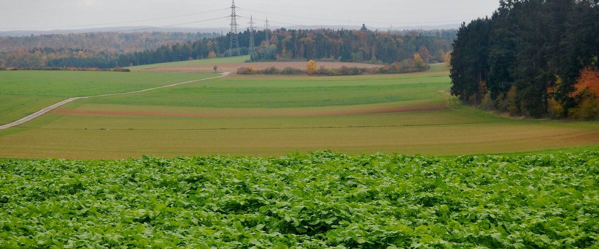 A green field with a path, a forest, and power lines in the distance.