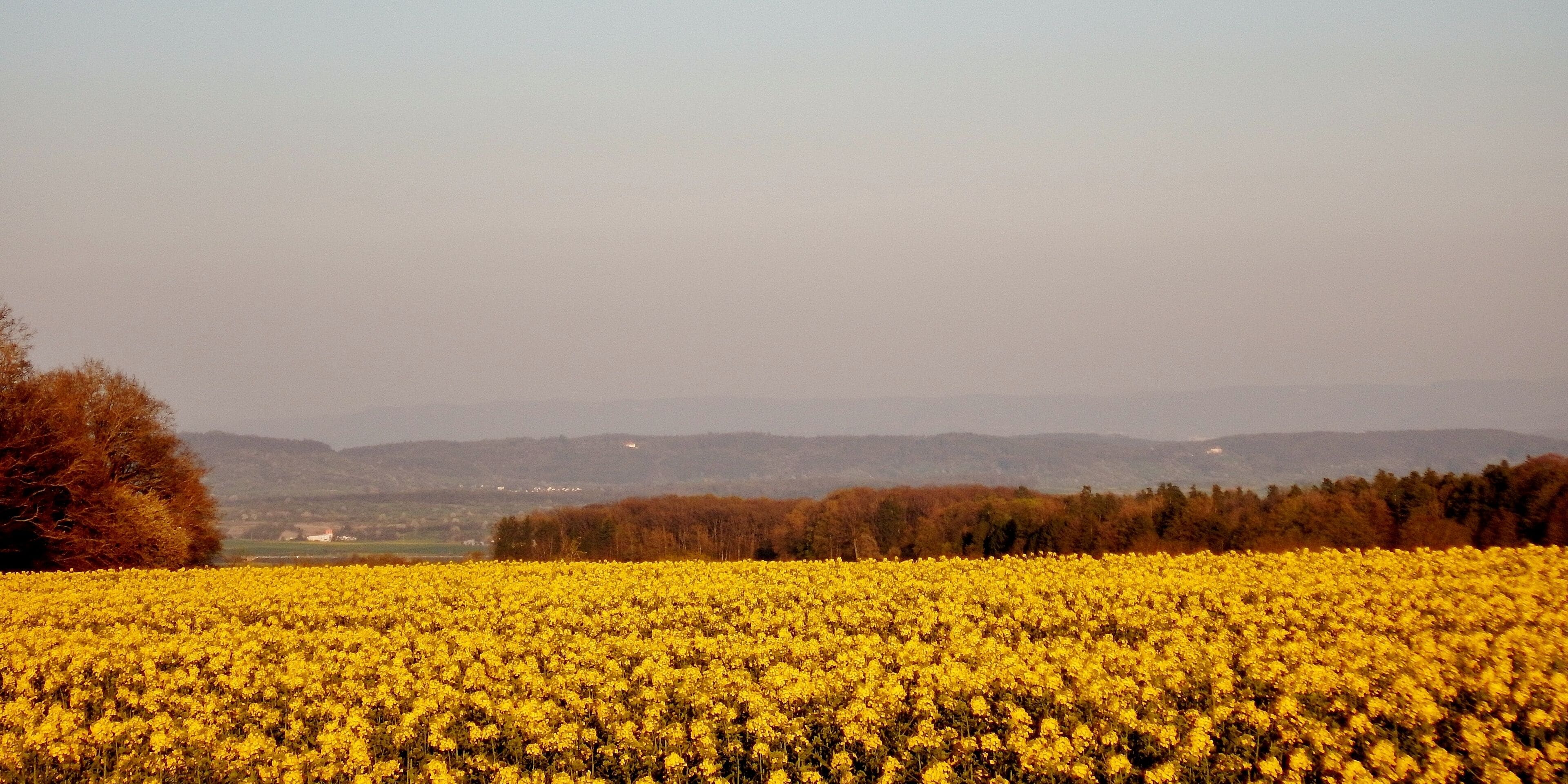 A field of yellow flowers with a tree on the left and distant hills.