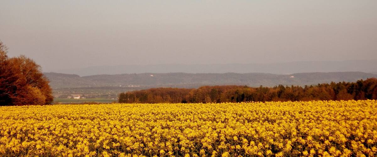 A field of yellow flowers with a tree on the left and distant hills.